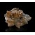 Calcite Moscona Mine - Asturias M02980